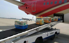 宠物出国托运三种运输方式